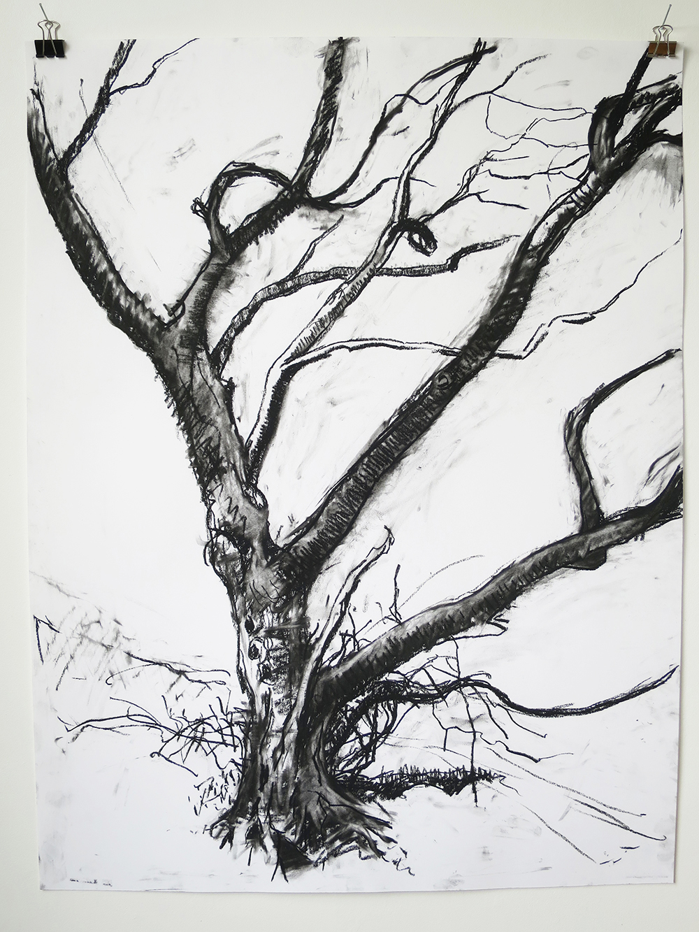 Tree drawings (lockdown) 2020/21 (compressed charcoal drawings)
